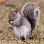 squirrel-eating-acorn