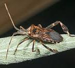 stinkbug2